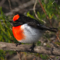 Red-capped Robin
